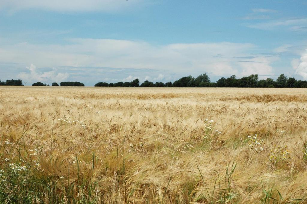 Ferienanlage Wildt Petersdorf auf Fehmarn Kültér fotó